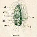 Image of Cyclidium elongatum Schewiakoff 1896