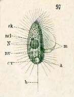 Image of Cyclidium elongatum Schewiakoff 1896