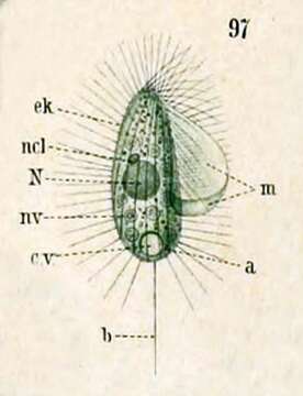 Sivun Cyclidium elongatum Schewiakoff 1896 kuva