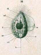 Image de Protocyclidium citrullus