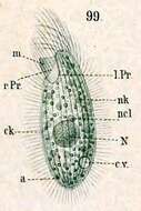 Image of Cyrtolophosis mucicola