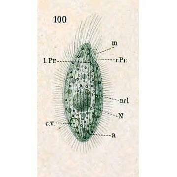 Image of Cyrtolophosis mucicola