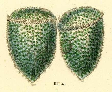 Слика од Stentor multiformis