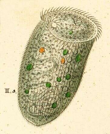 Imagem de Stentor roeseli Ehrenberg 1835