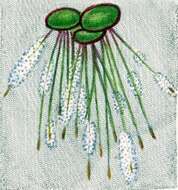 Image of Vorticella similis