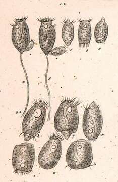 Vorticella microstoma resmi