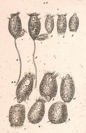 Image of Vorticella microstoma