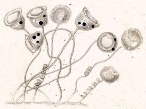 Vorticella campanula resmi