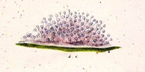 Vorticella campanula resmi