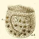 Image of Pseudovorticella patellina (Müller 1776)