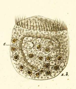 Image of Pseudovorticella Foissner & Schiffmann 1975