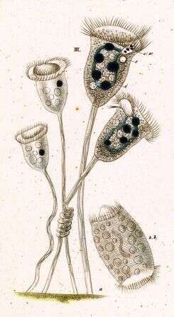 Image of Vorticella convallaria