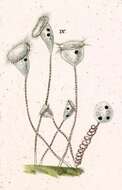 Image of Vorticella picta (Ehrenberg 1831) Ehr 1838