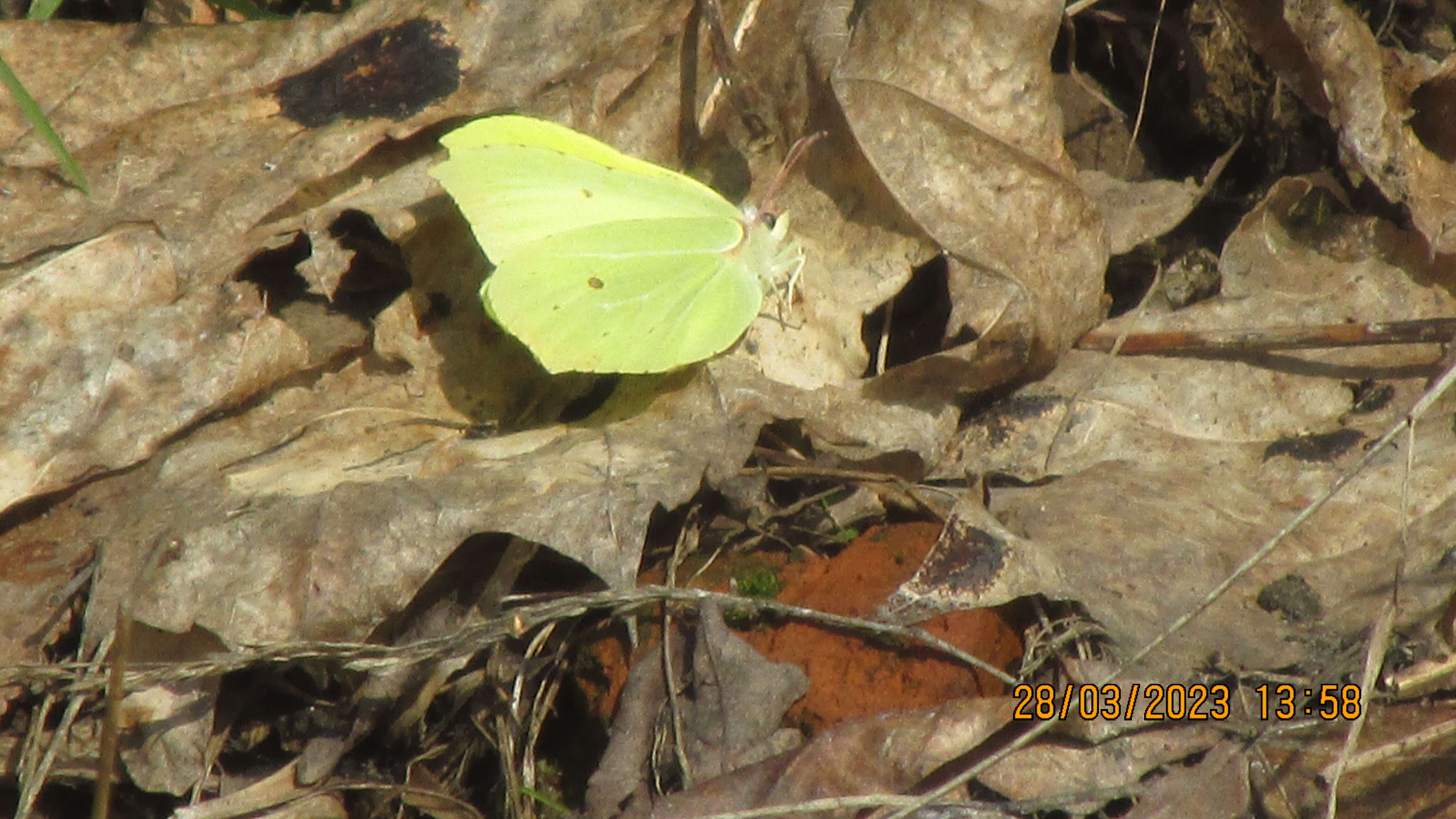 Imagem de Gonepteryx rhamni (Linnaeus 1758)