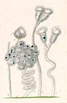 Image of Carchesium polypinum