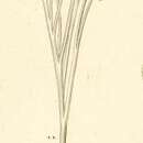 Image de Epistylis anastatica Linnaeus 1767