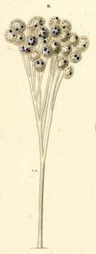 Image of Epistylis anastatica Linnaeus 1767