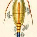 Image of Epistylis anastatica Linnaeus 1767