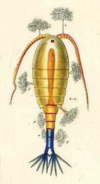 Image of Epistylis anastatica Linnaeus 1767