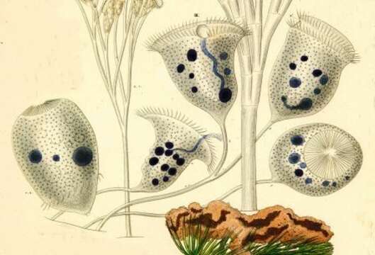 Image of Campanella Goldfuss 1820