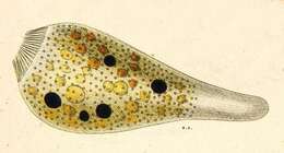 Image of Campanella Goldfuss 1820