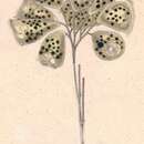 Image of Campanella umbellaria