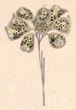 Image of Campanella Goldfuss 1820