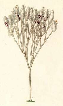 Image of Opercularia nutans (Ehrenberg 1831) Stein 1854