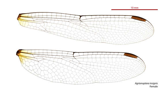 Image of Agrionoptera insignis allogenes