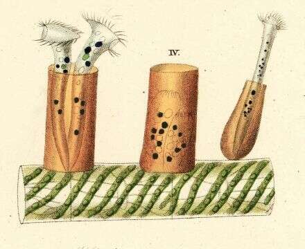 Image of Vaginicola tincta Ehrenberg 1830