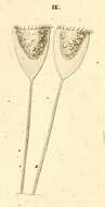 Image of Cothurnia havniensis Ehrenberg 1838