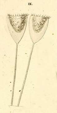 Image of Cothurnia havniensis Ehrenberg 1838