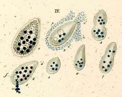 Image of Tetrahymena pyriformis