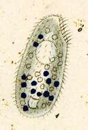 Image of Tetrahymena pyriformis