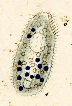 Tetrahymena pyriformis resmi