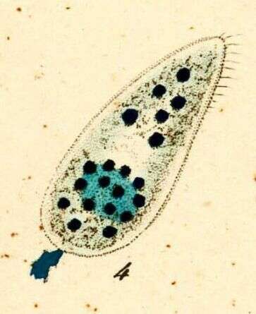 Image of Tetrahymena pyriformis