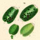 Image of Holophrya ovum Ehrenberg 1831