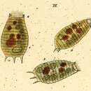 Image of Coleps amphacanthus