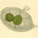 Litonotus lamella Schewiakoff 1896 resmi