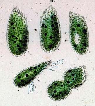 Image de Paramecium bursaria