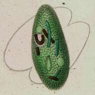Image of Frontoniidae