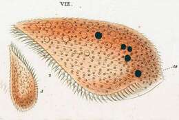 Sivun Blepharisma lateritium (Ehrenberg 1831) Stein 1859 kuva