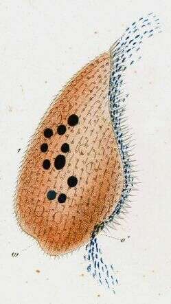 Sivun Blepharisma lateritium (Ehrenberg 1831) Stein 1859 kuva