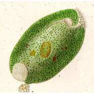 Image of Climacostomum virens