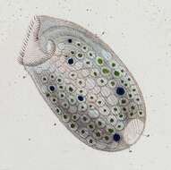 Image of Climacostomum virens