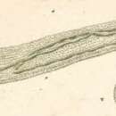 Слика од Spirostomum ambiguum