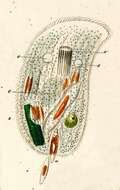 Image of Trithigmostoma cucullulus