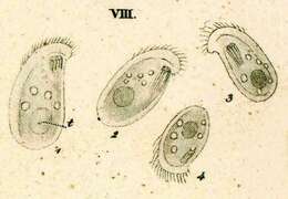 Chilodonella uncinata resmi