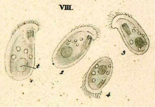 Image of Chilodonella uncinata