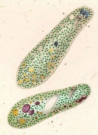 Imagem de Nassulopsis elegans (Ehrenberg 1834) Foissner, Berger & Kohmann 1994